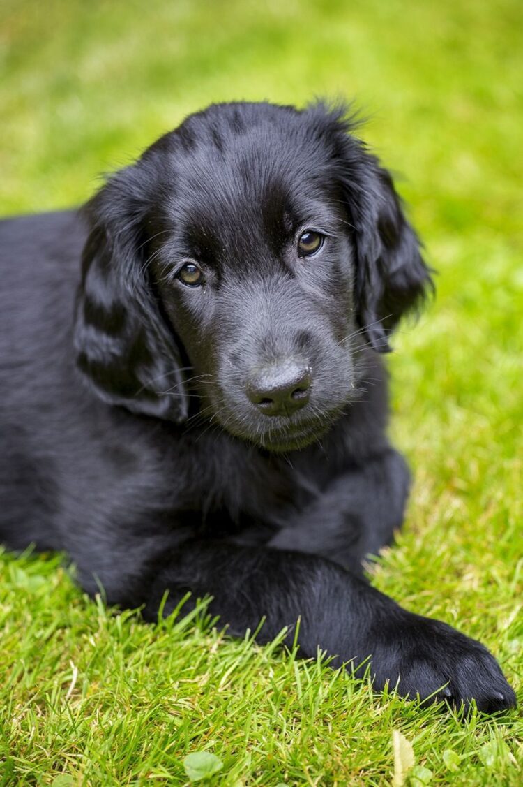 Flat Coated Retriever Puppies For Sale