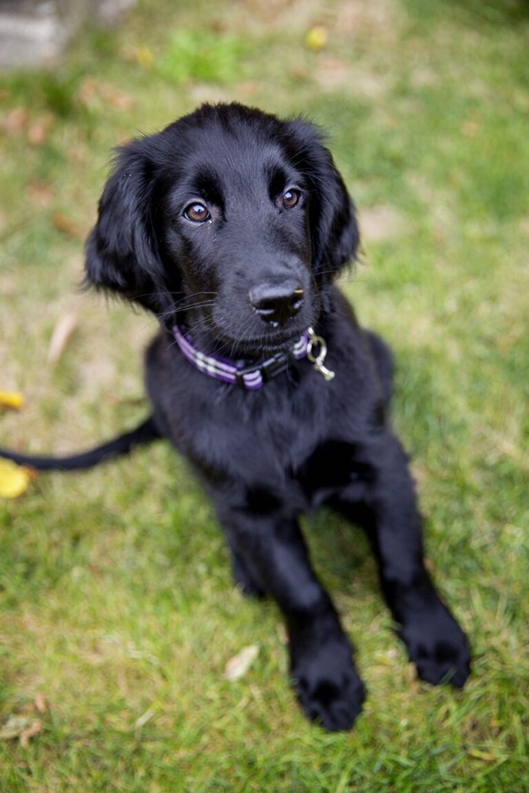 Flat Coated Retriever Puppies For Sale