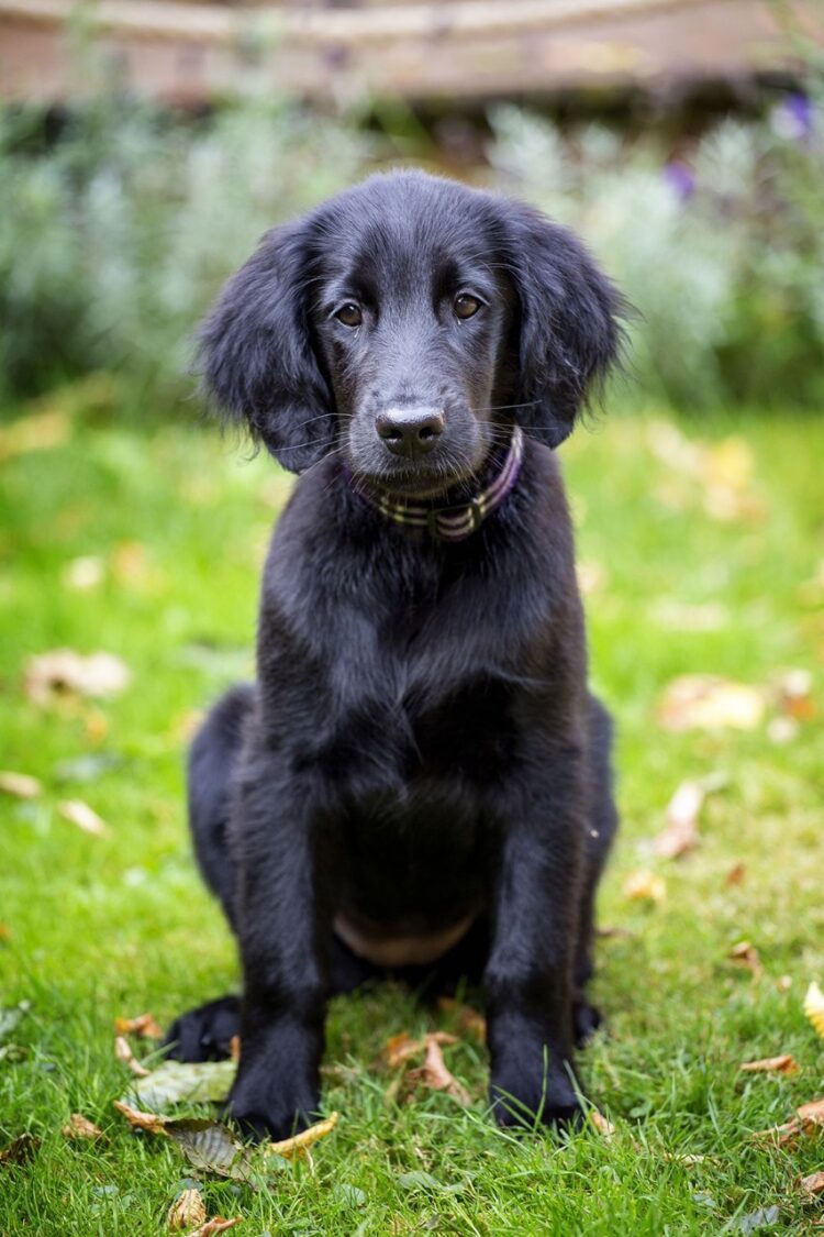 Flat-coated Retriever Puppies For Sale