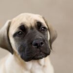 Cane Corso Fawn Colour Puppies For Sale in delhi