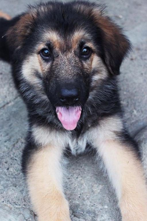 German Shepherd Single Coat for sale in Delhi, India