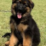 German Shepherd Single Coat Puppies For Sale in Delhi
