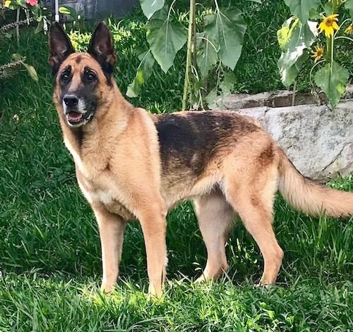 Buy German Shepherd Single Coat near me