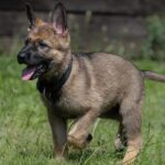 German Shepherd puppies for sale in Delhi, India