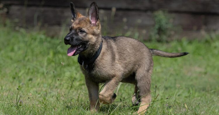 German Shepherd puppies for sale in Delhi, India