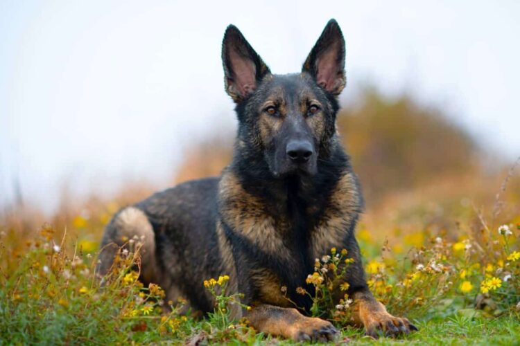 Cute german Shepherd for sale in delhi, India
