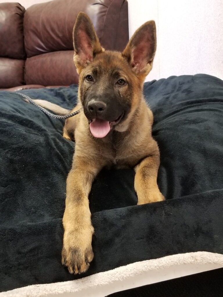 German Shepherd for sale near me in India
