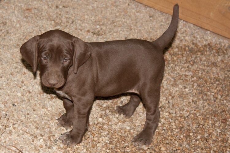 Buy German Shorthaired Pointer Puppies in Delhi, India