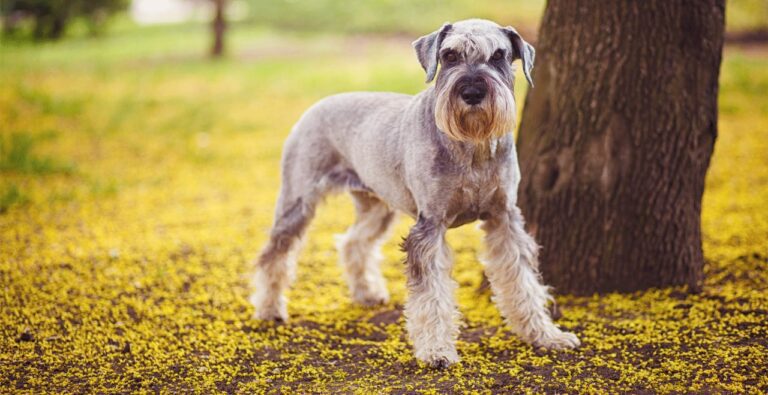 order Giant Schnauzer Puppies near me in delhi