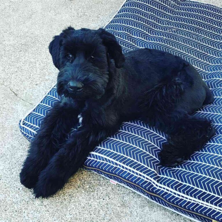 Giant Schnauzer Puppies in india