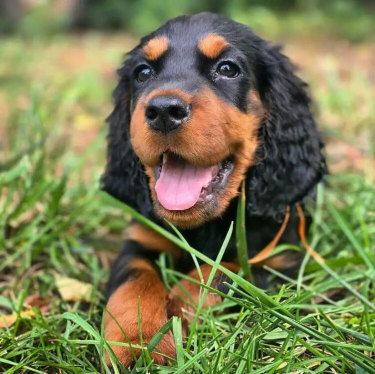 Gordon Setter Puppies For Sale