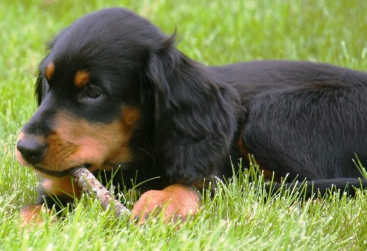 Gordon Setter Puppies For Sale