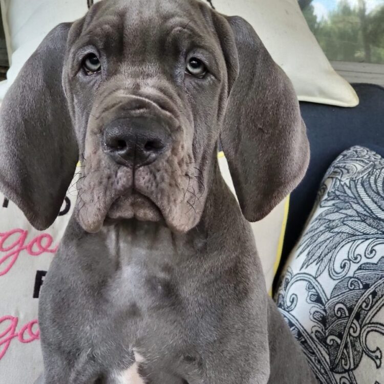 Great Dane European Puppies For Sale
