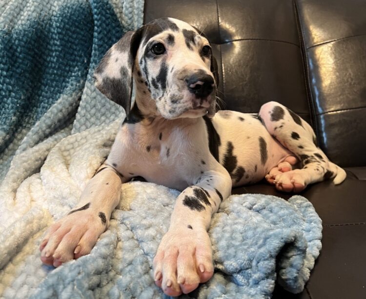 Great Dane European Puppies For Sale