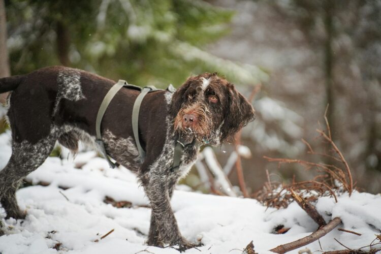German Wirehaired Pointer Puppies For Sale in India
