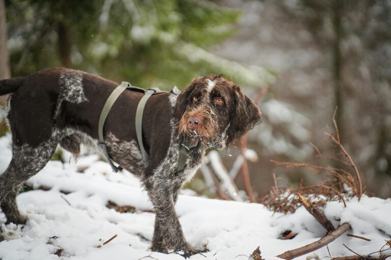 German Wirehaired Pointer Puppies For Sale in India