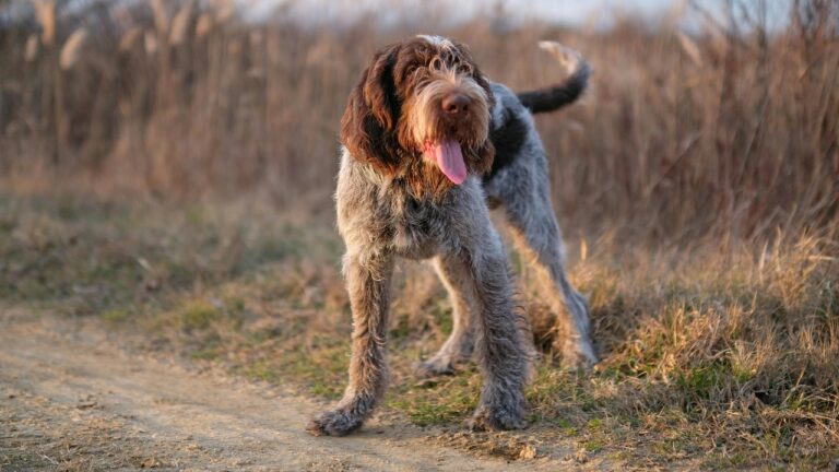 Buy registered German Wirehaired Pointer Puppies near me in Delhi