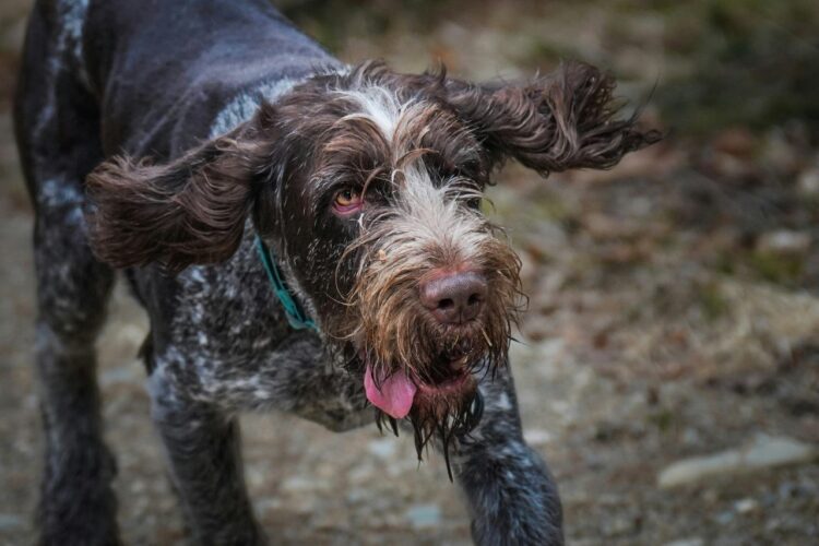 German Wirehaired Pointer Puppies For Sale in Delhi, India