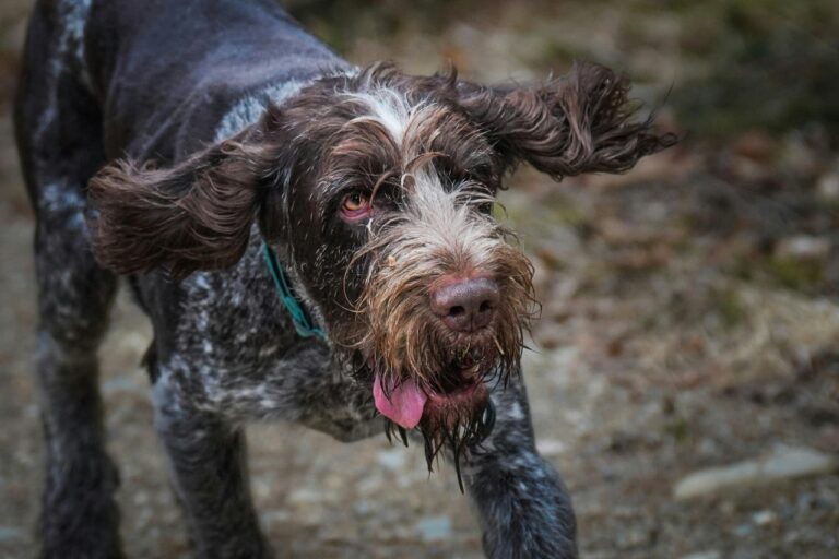 German Wirehaired Pointer Puppies For Sale in Delhi, India