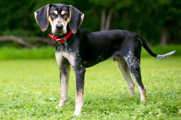 Bluetick Coonhound Puppies For Sale