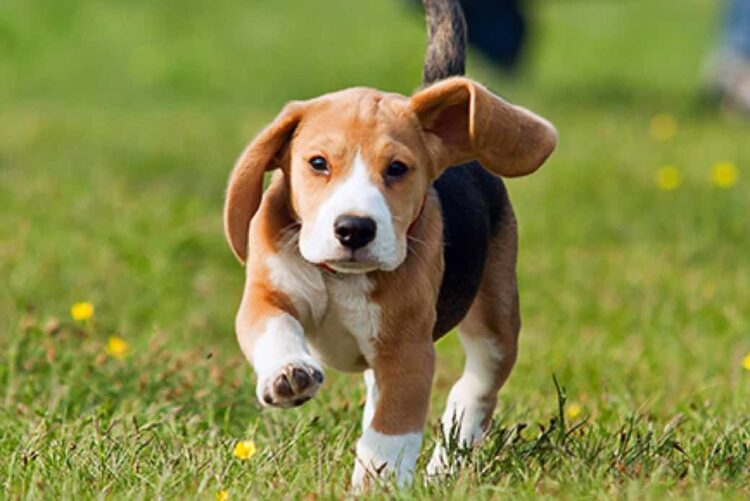 Harrier Puppies For Sale