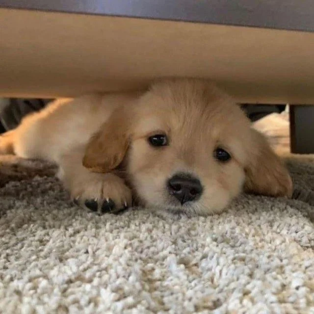 Registered Fawn Labrador Retriever Puppies for sale in Delhi