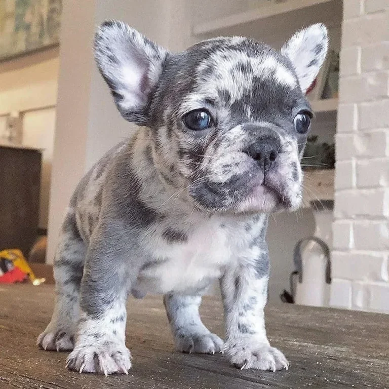 Vaccinated Merle French Bulldog Puppies for sale in Delhi