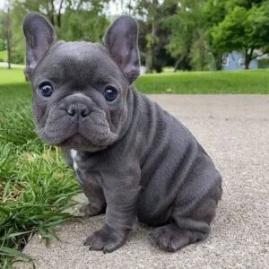 Blue French Bulldog in Delhi, India