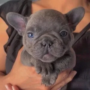 Blue French Bulldog puppies for sale in Delhi, India
