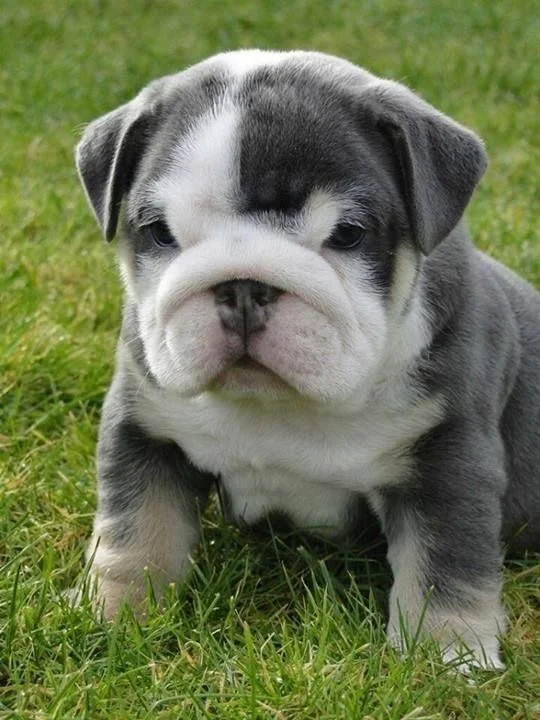 Buy Bulldog Dual Colour Puppies in Delhi