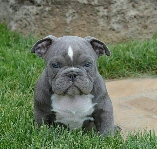 Buy Bulldog Dual Colour Puppies near me in Delhi