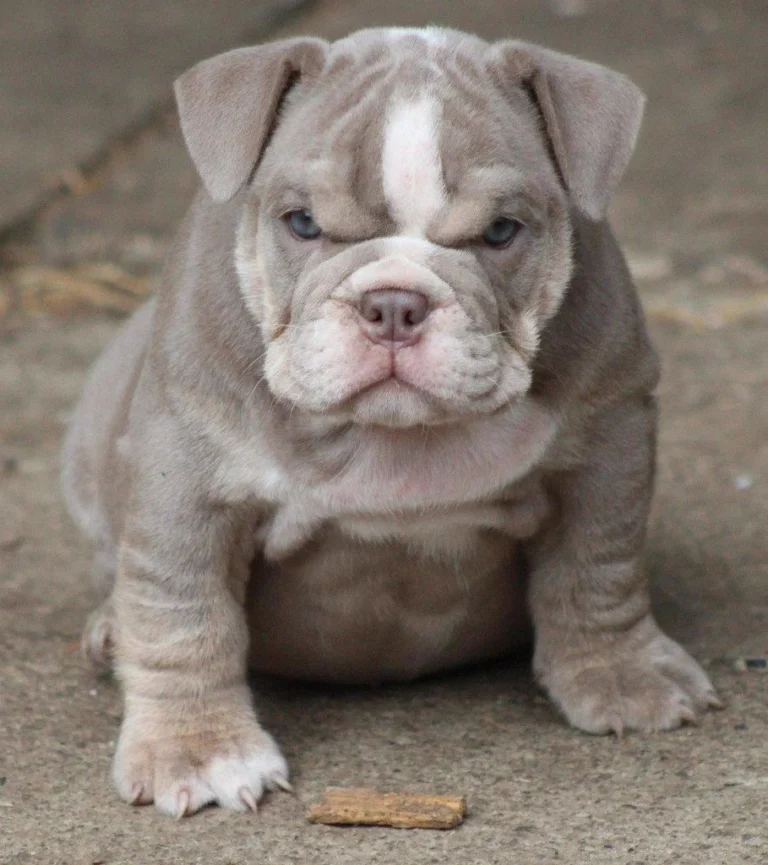 Registered Bulldog Dual Colour Puppies for sale in India