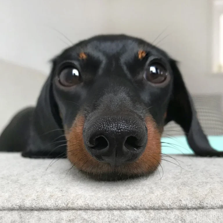 Registered Black Dachshund Puppies for sale near me