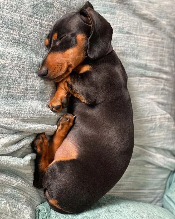 Buy adorable Black Dachshund Puppy In Delhi, India