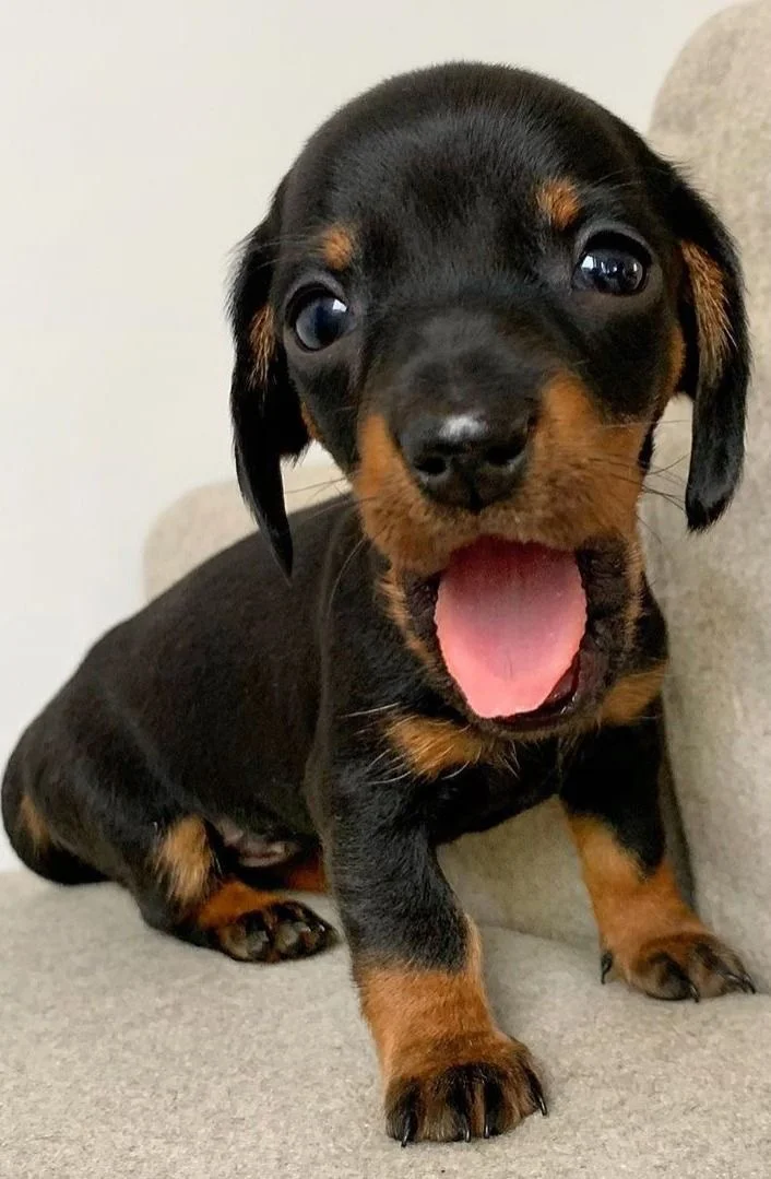 Registered Black Dachshund Puppy in Delhi, India