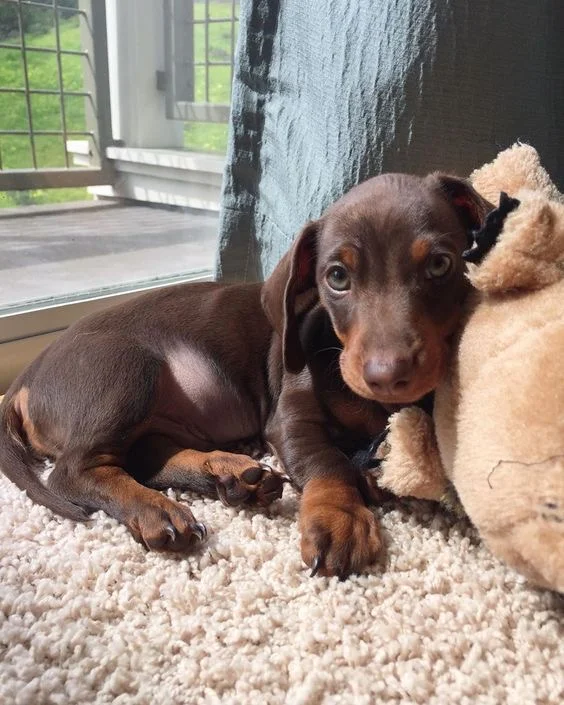 Buy registered Dachshund Liver Colour Puppy in Delhi, India