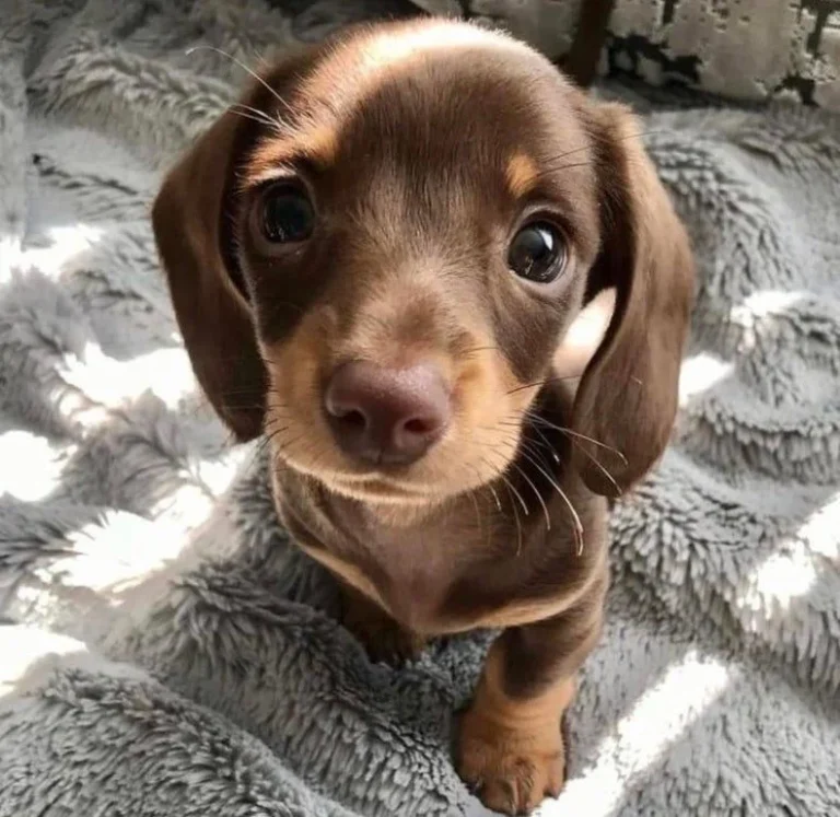 Cute Dachshund Liver Colour Puppy for sale in Delhi