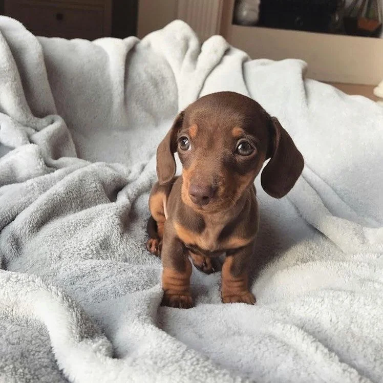 Registered Dachshund Liver Colour Puppy for sale near me
