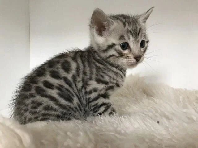 Beautiful Bengal Cat for sale near me- registered