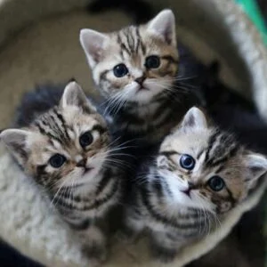 Buy Beautiful Bengal Kittens in delhi, India