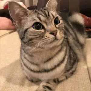 Buy American Shorthair Cats in Delhi, India