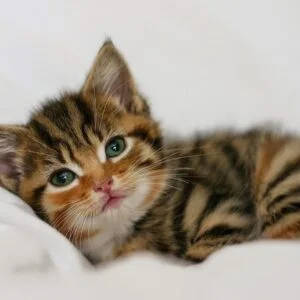 Cute American Shorthair Cats for sale near me in Delhi
