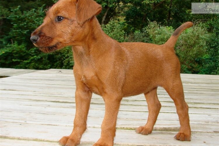 Irish Terrier Puppies For Sale