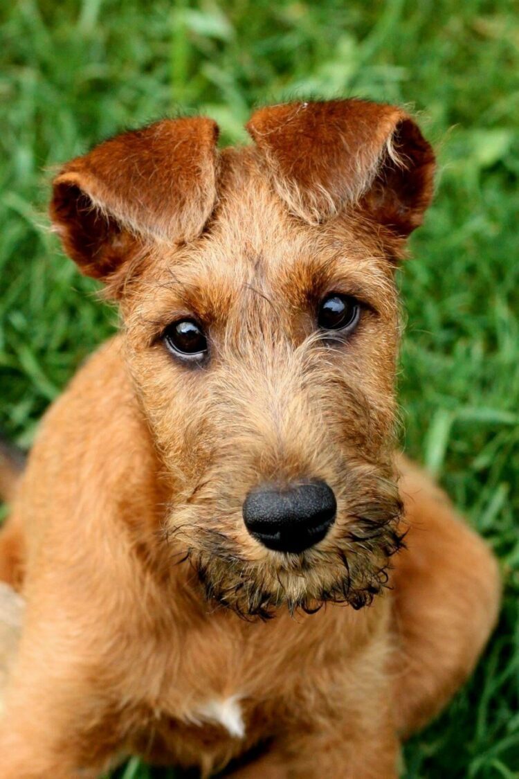 Irish Terrier Puppies For Sale