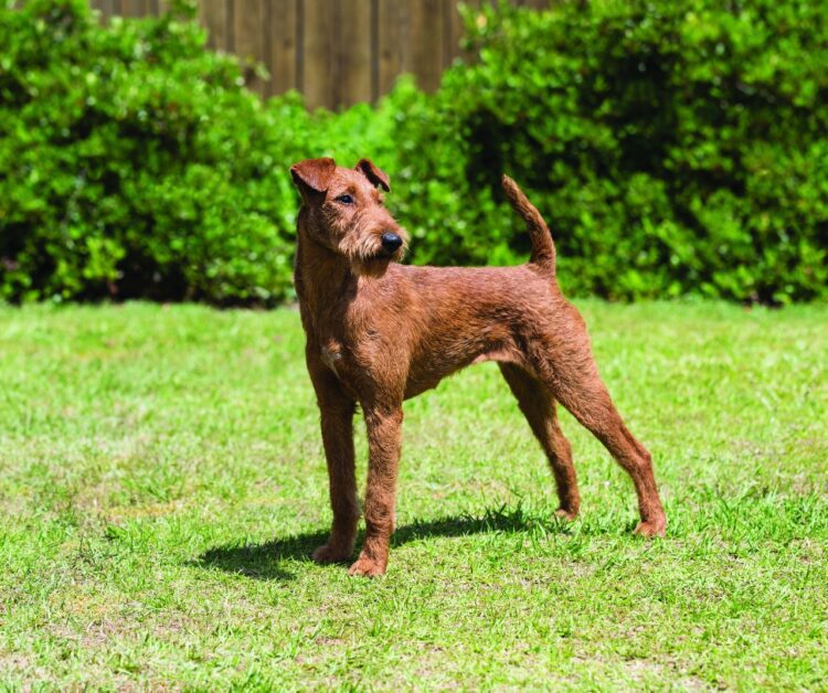 Irish Terrier Puppies For Sale