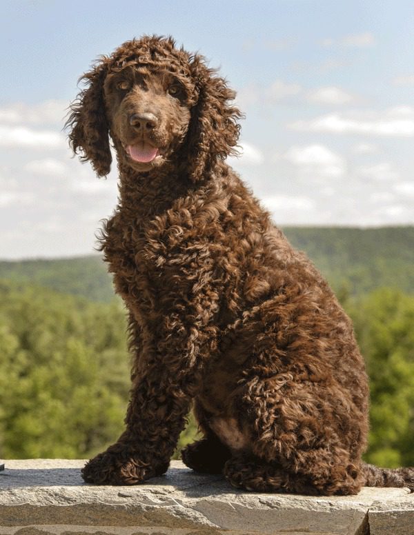 Irish Water Spaniel Puppies For Sale
