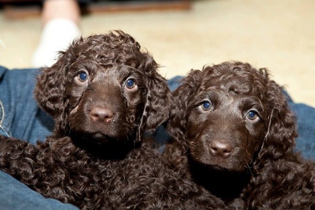 Irish Water Spaniel Puppies For Sale