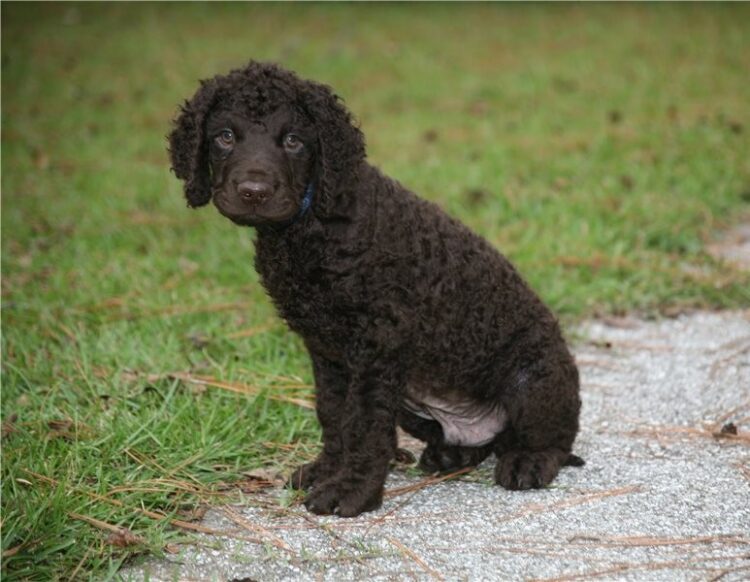 Irish Water Spaniel Puppies For Sale