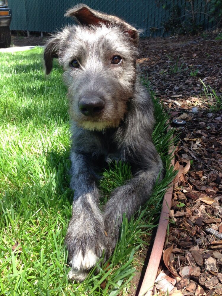 Irish Wolfhound Puppies For Sale