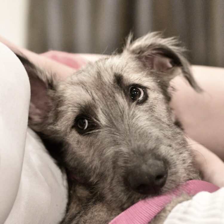 Irish Wolfhound Puppies For Sale